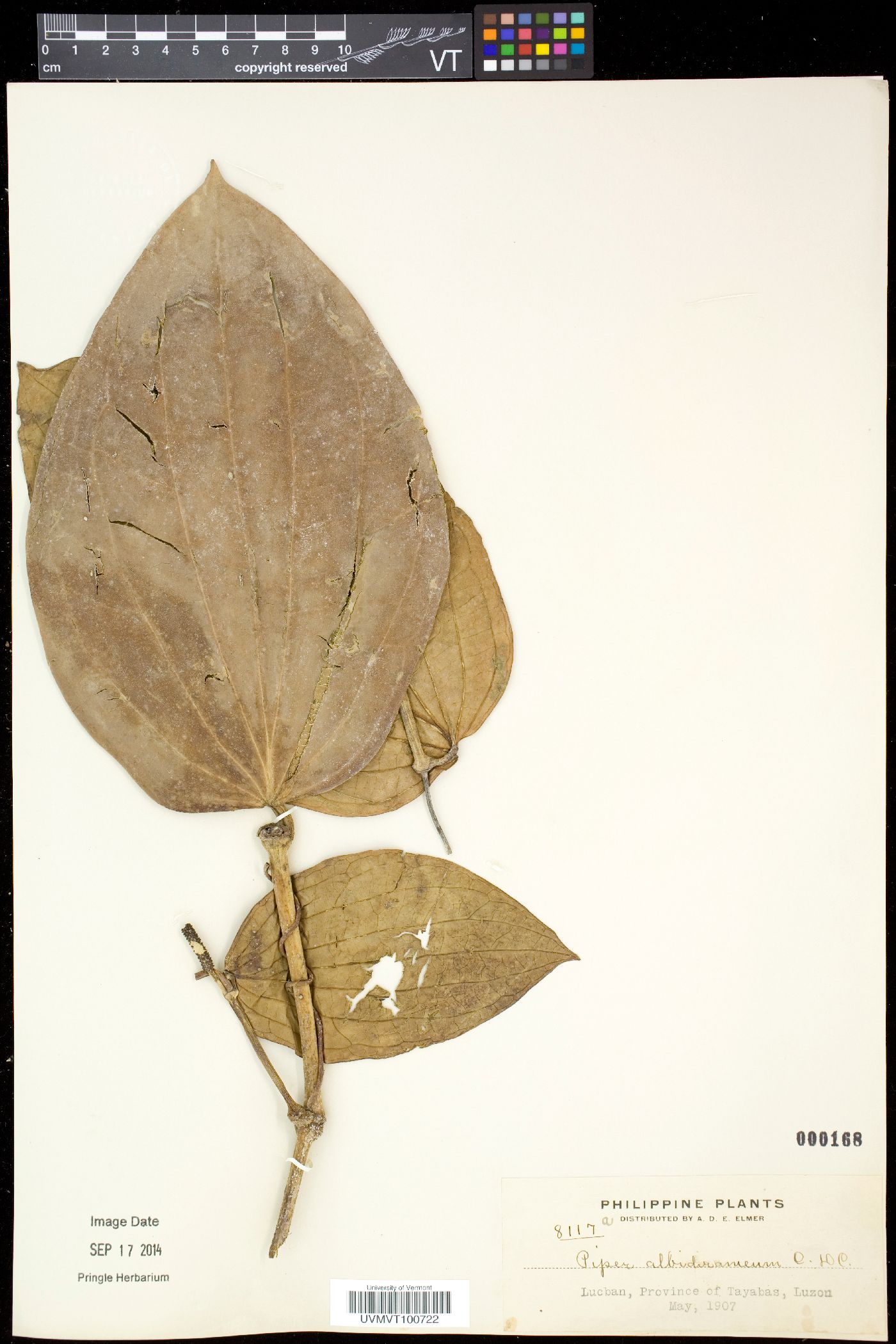 Piper philippinum image