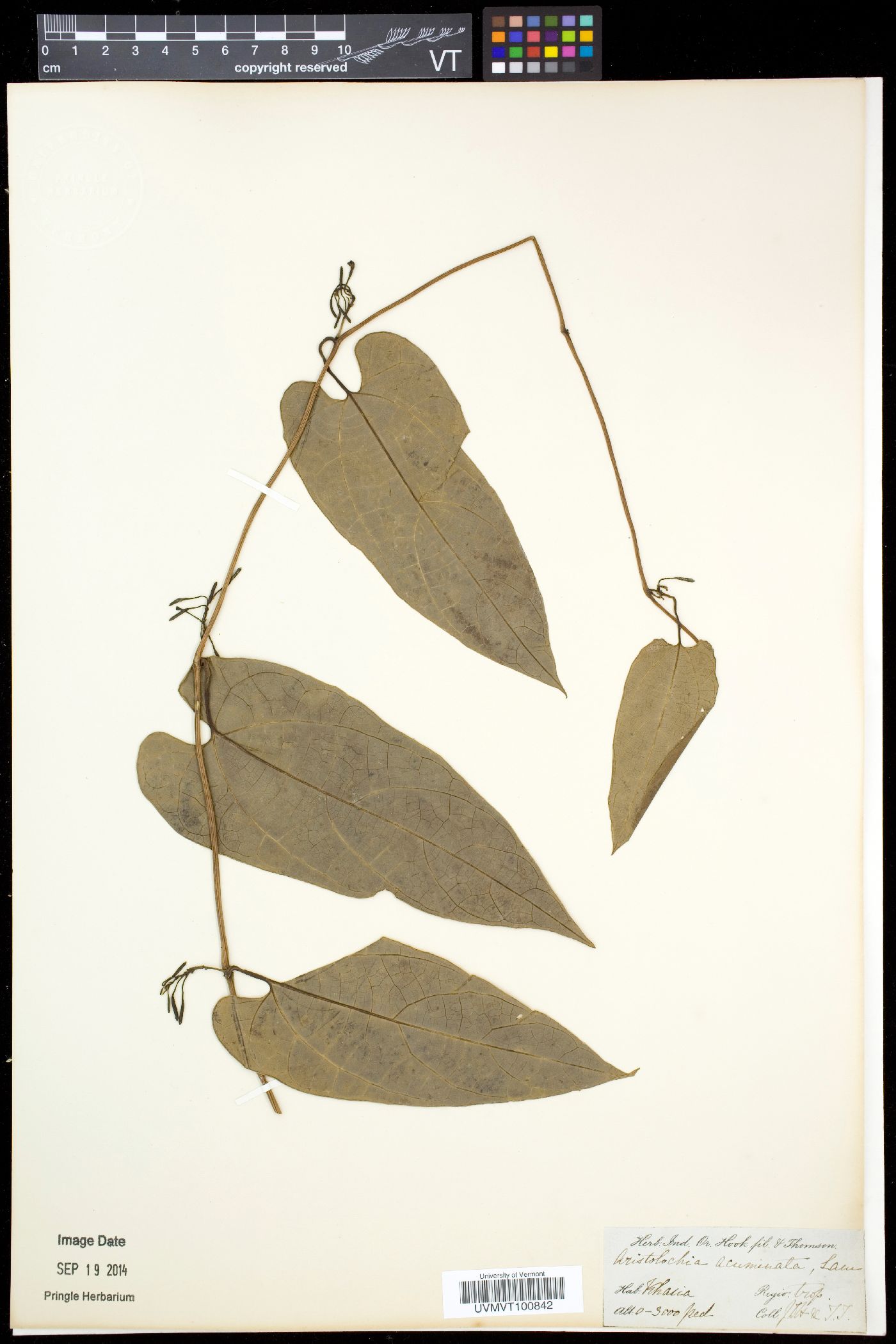 Aristolochia acuminata image