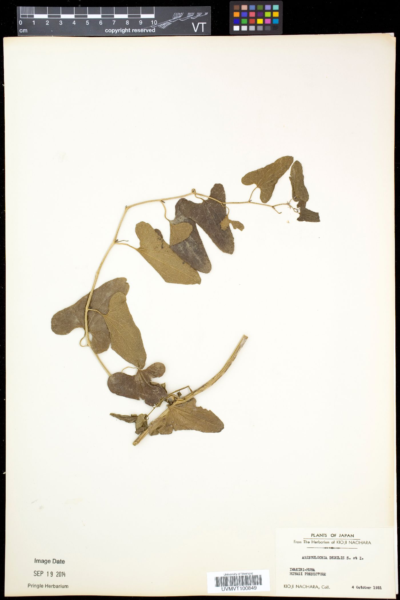 Aristolochia debilis image