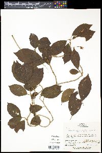 Kadsura japonica image