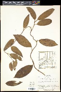Kadsura japonica image