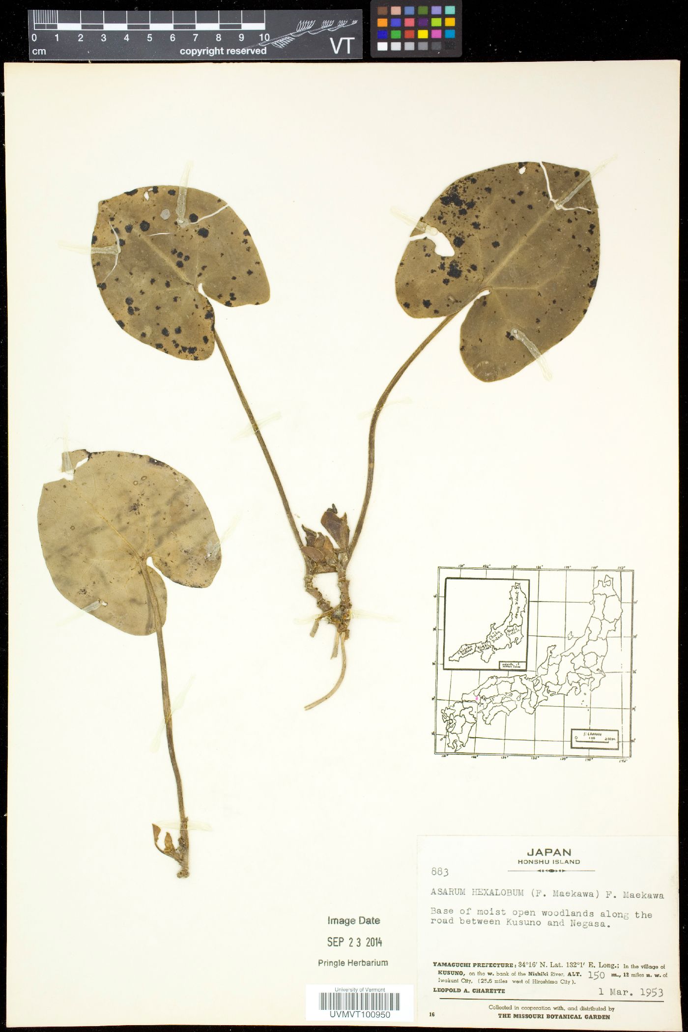 Asarum hexalobum image