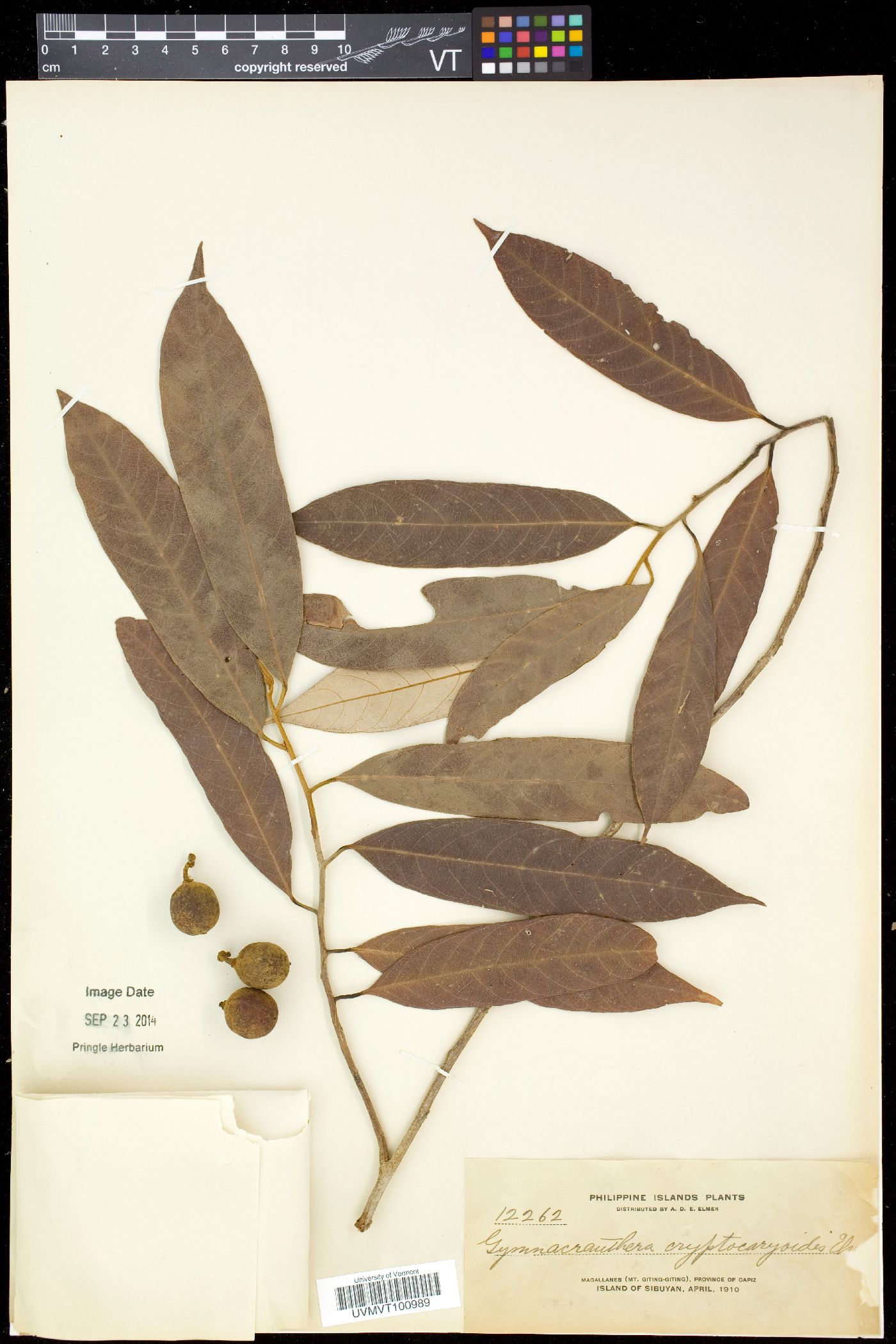Knema stellata subsp. cryptocaryoides image