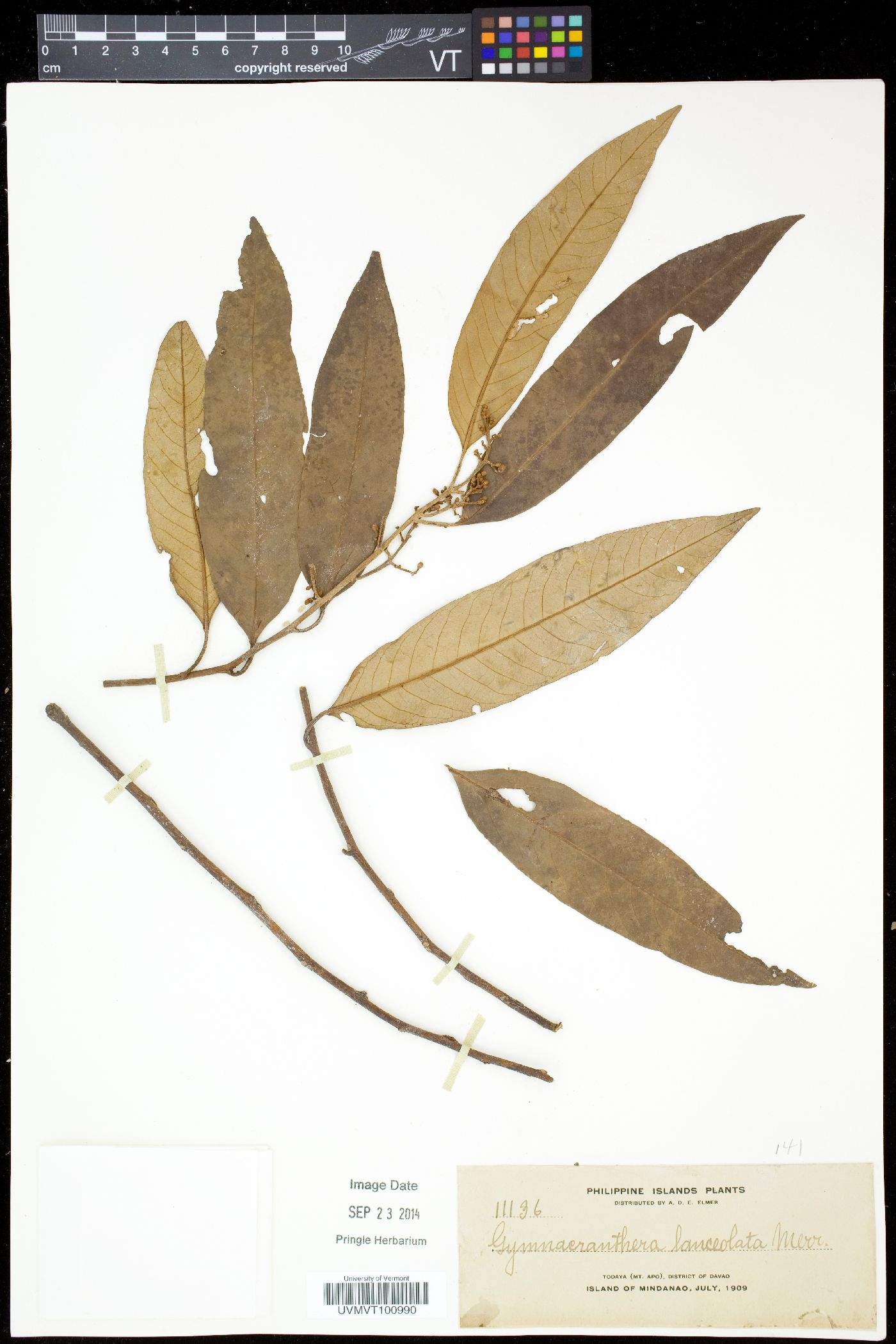 Myristica agusanensis subsp. agusanensis image