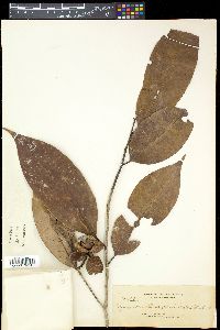 Gymnacranthera farquhariana var. paniculata image