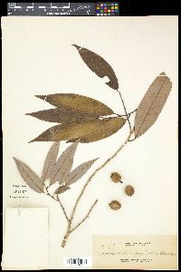 Gymnacranthera farquhariana var. paniculata image