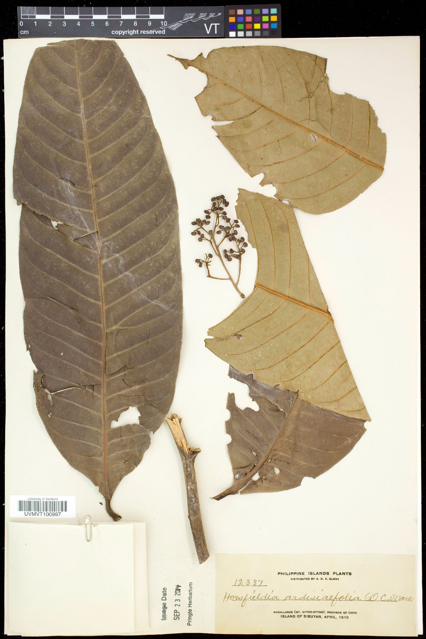Horsfieldia ardisiifolia image