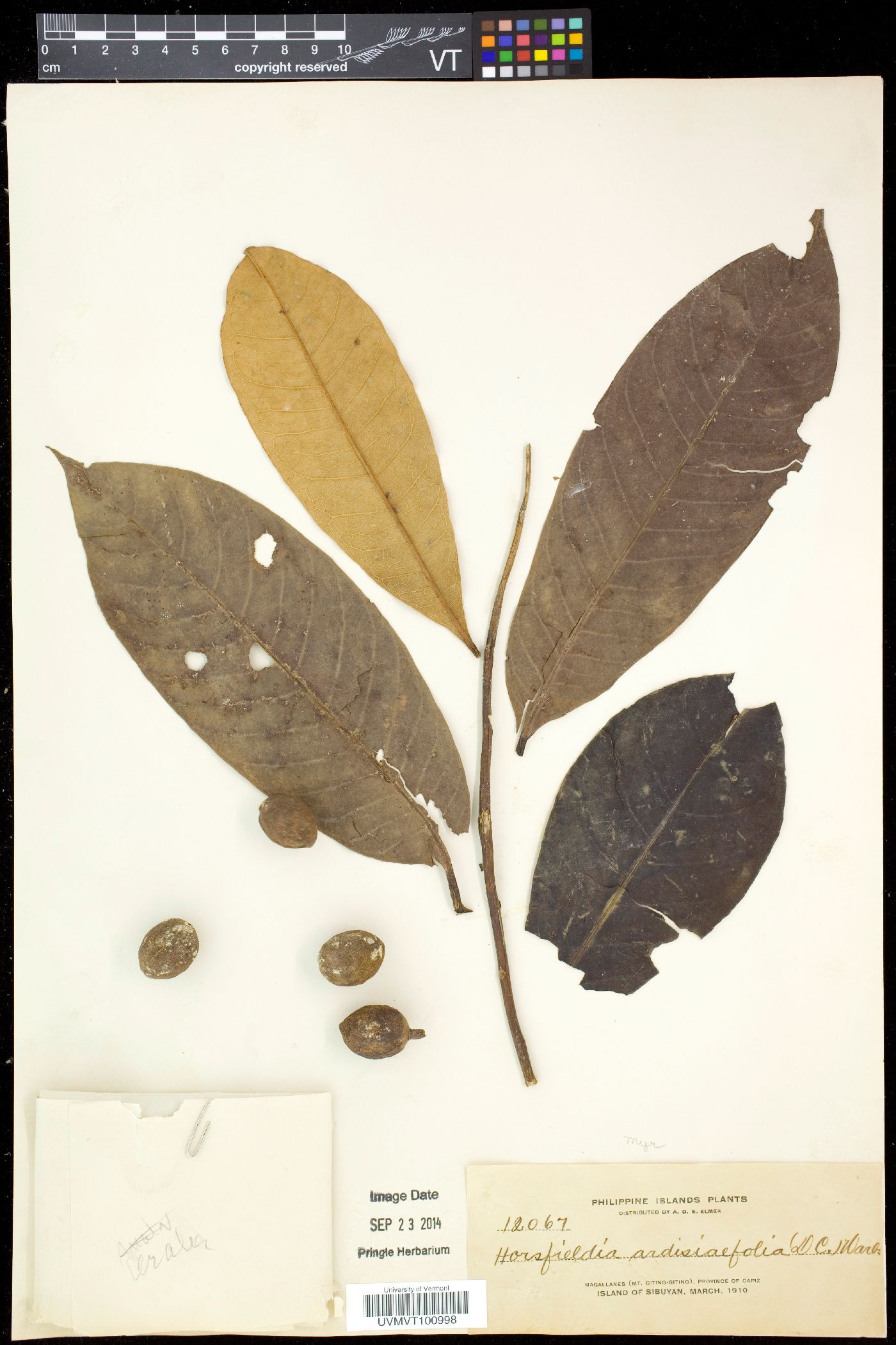 Horsfieldia ardisiifolia image