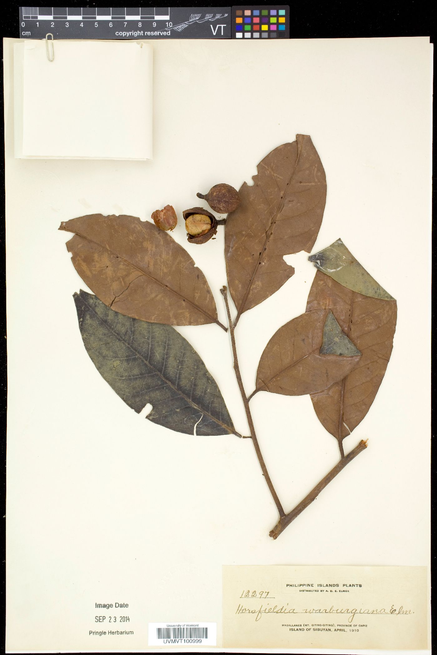 Horsfieldia ardisiifolia image