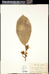 Myristica guatteriifolia image