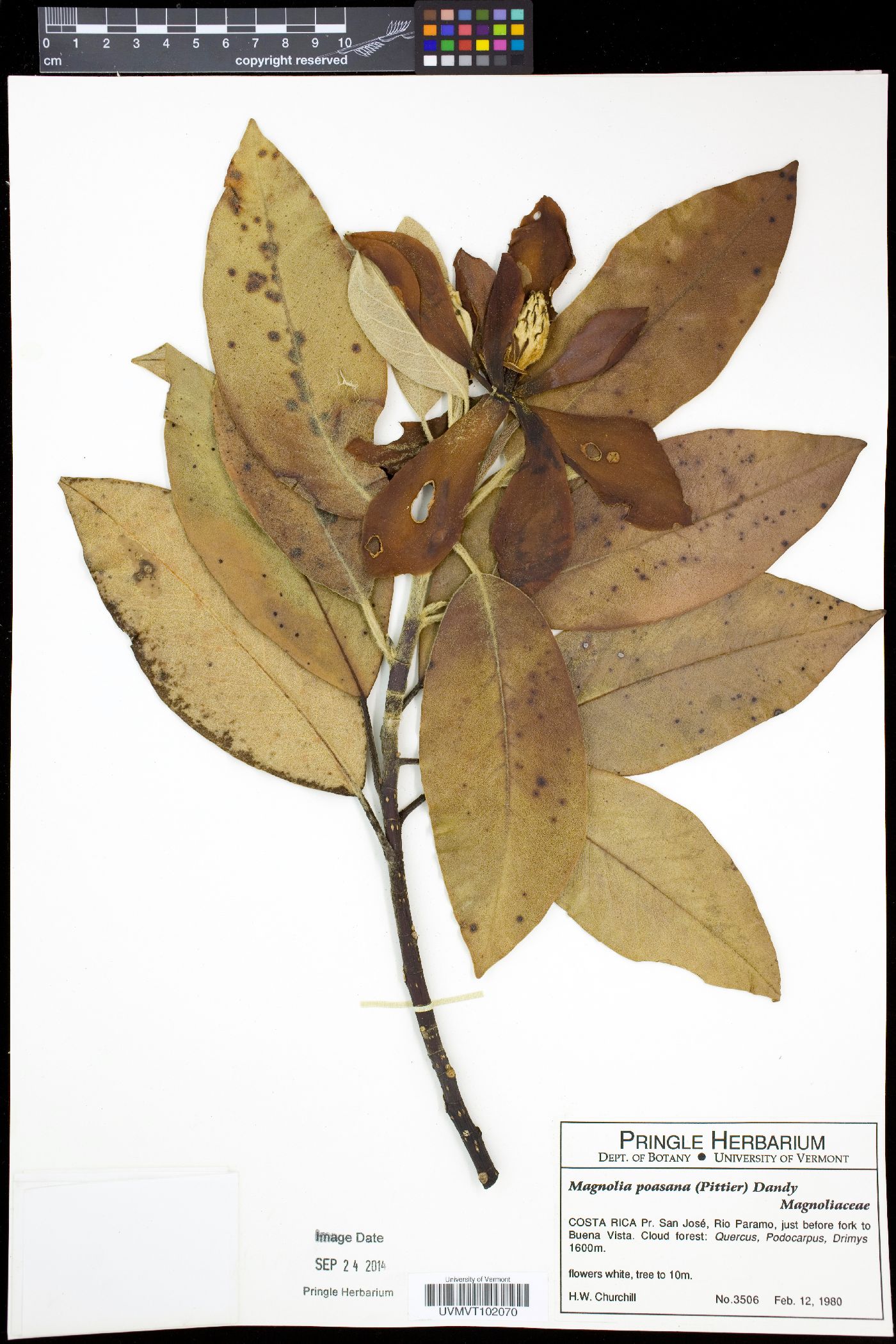 Magnolia poasana image