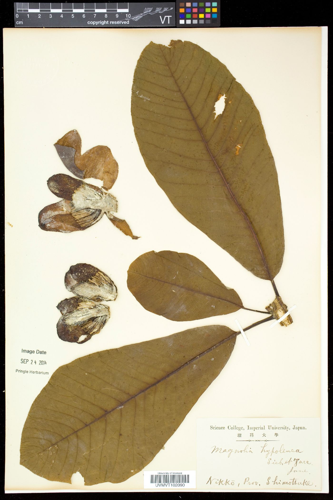 Magnolia obovata image