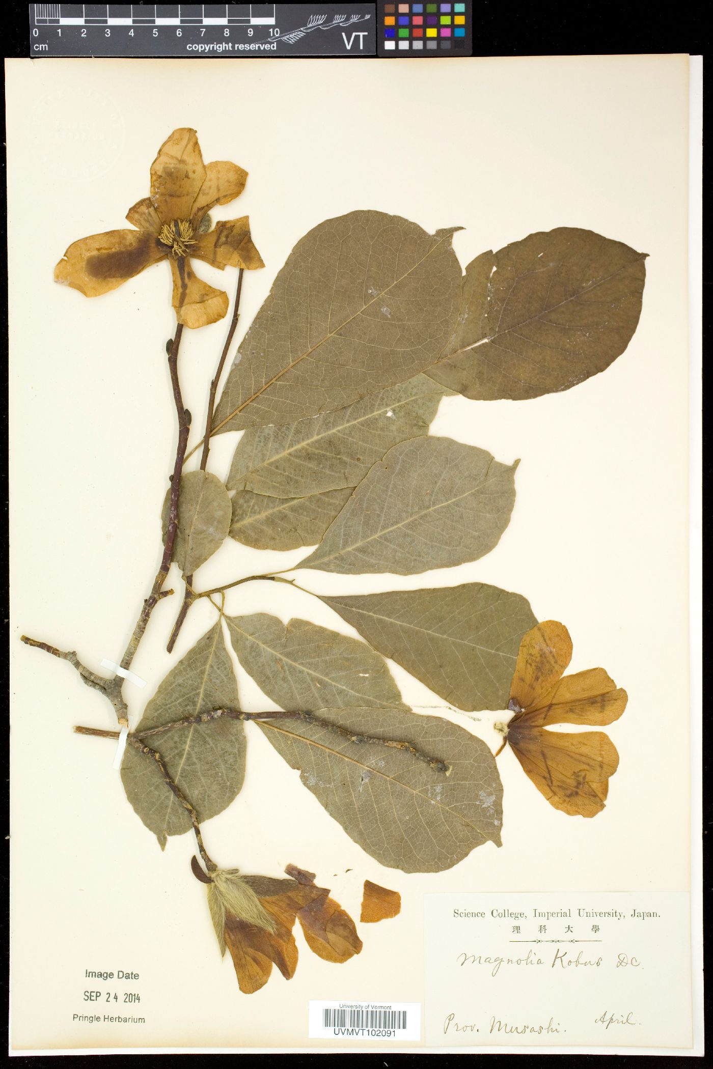 Magnolia kobus image