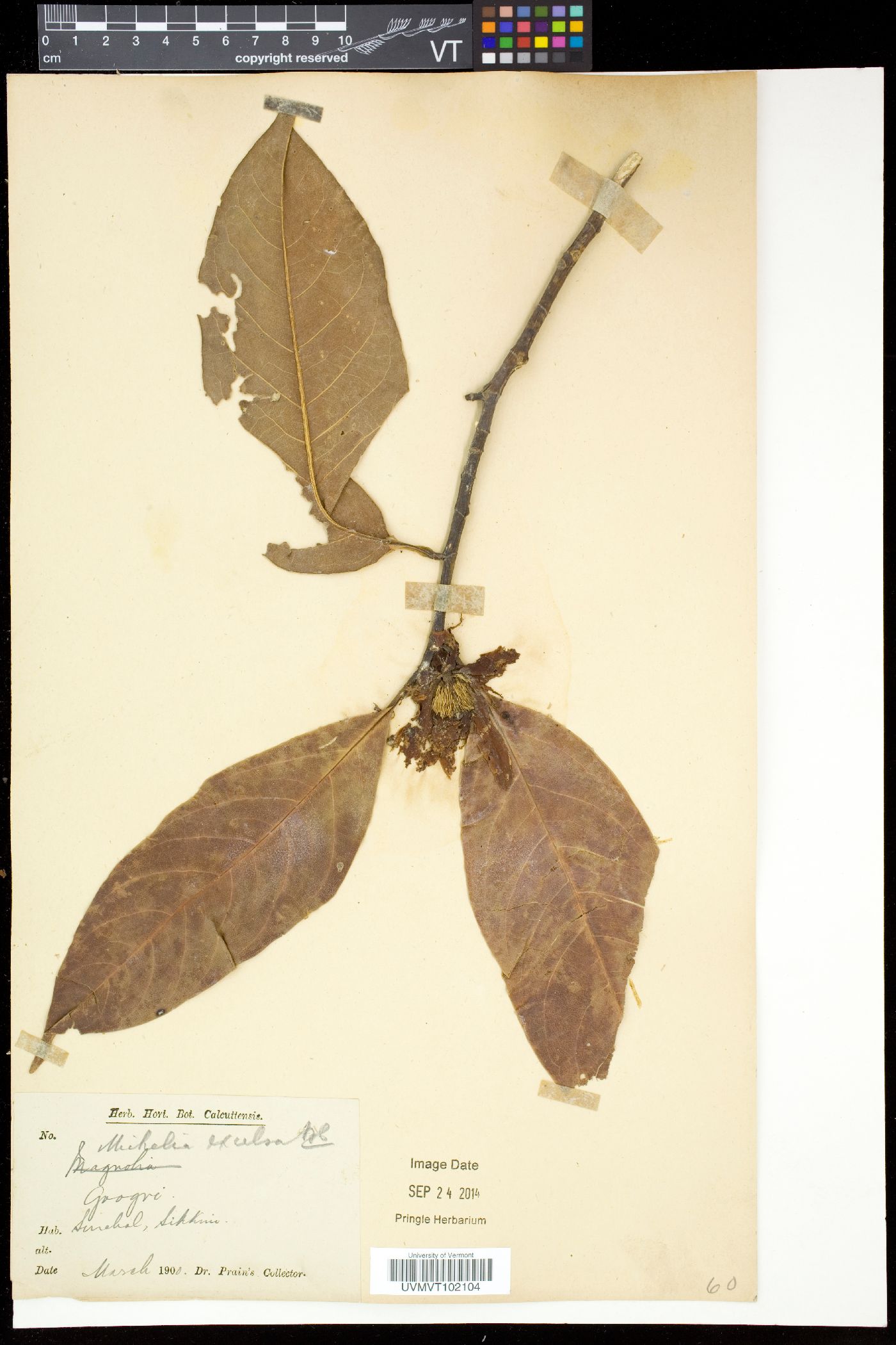 Michelia excelsa image