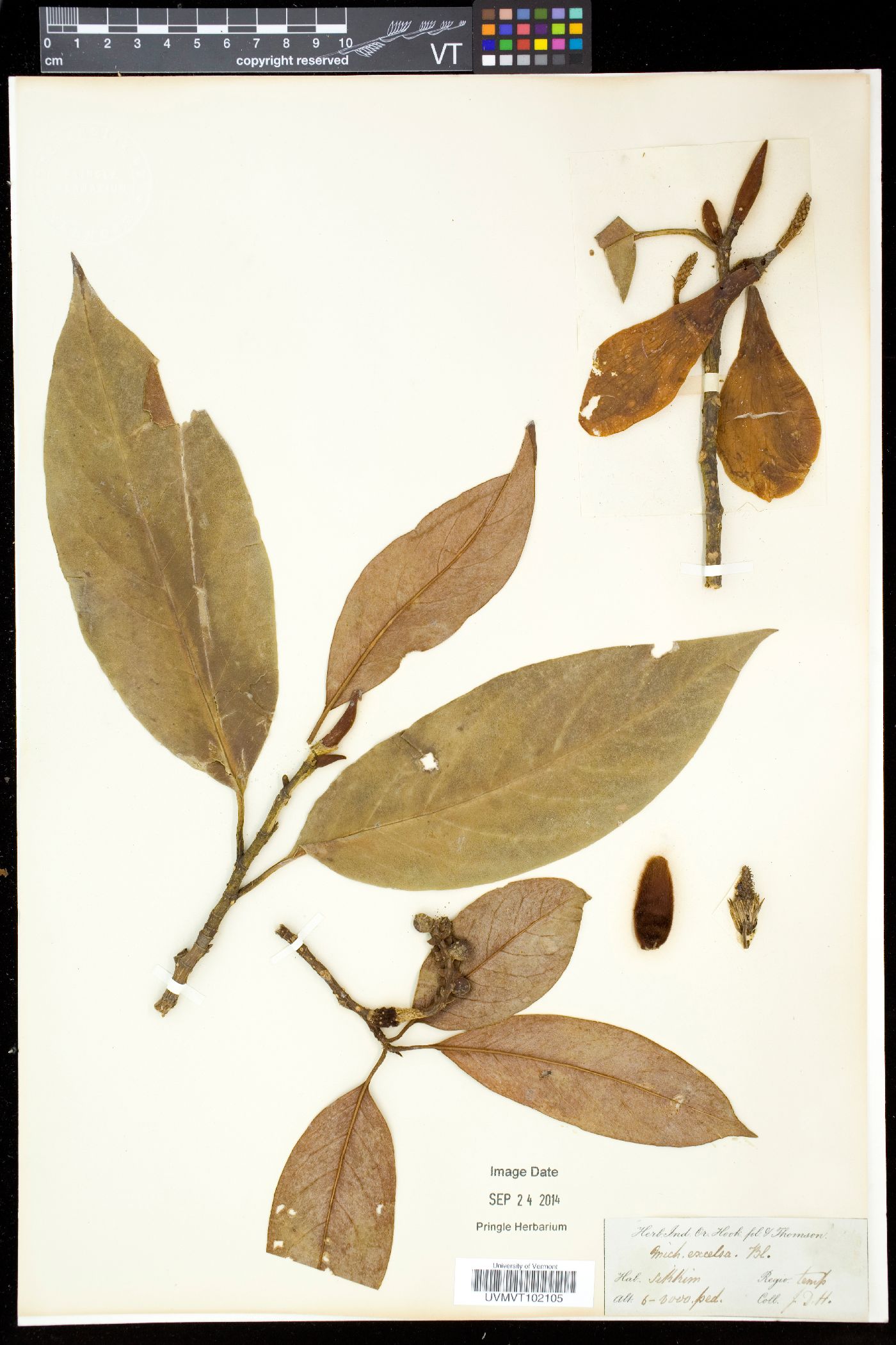 Michelia excelsa image