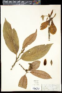 Image of Michelia excelsa