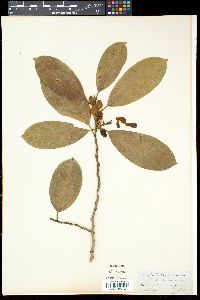 Magnolia punduana image