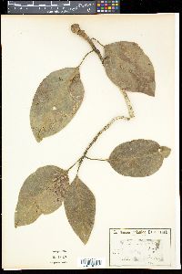 Image of Magnolia ovata