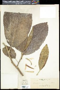 Magnolia pubescens image