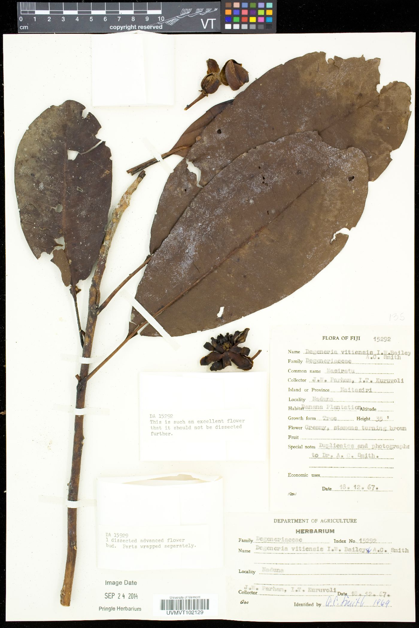 Degeneriaceae image