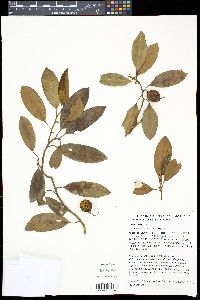 Galbulimima belgraveana image