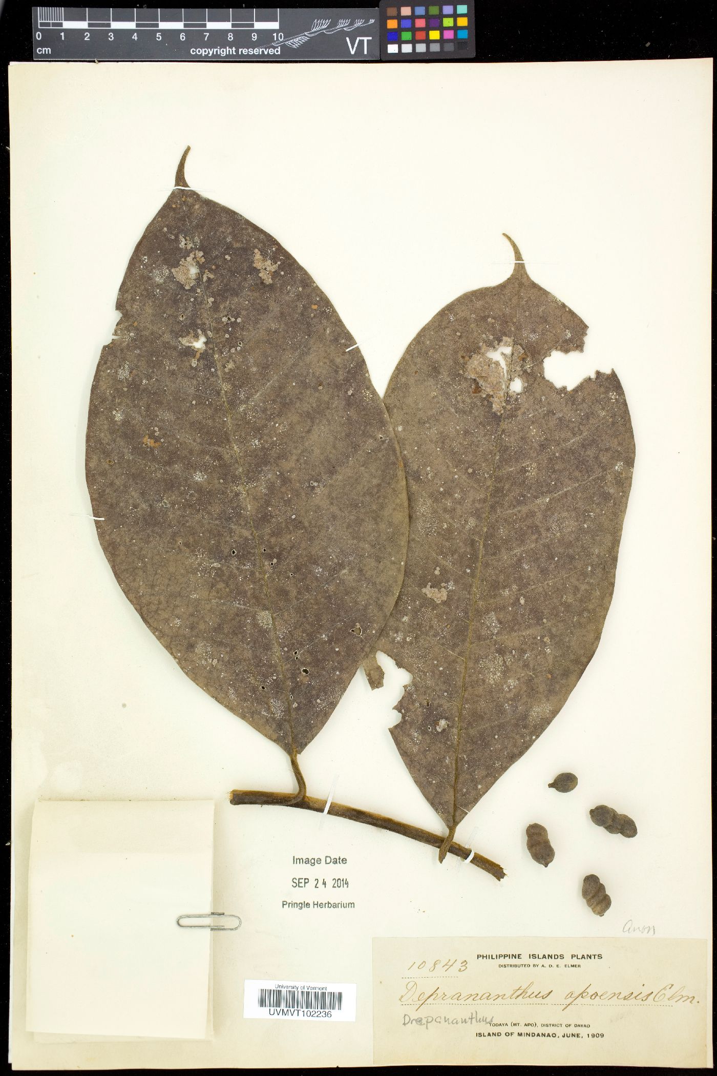 Drepananthus apoensis image