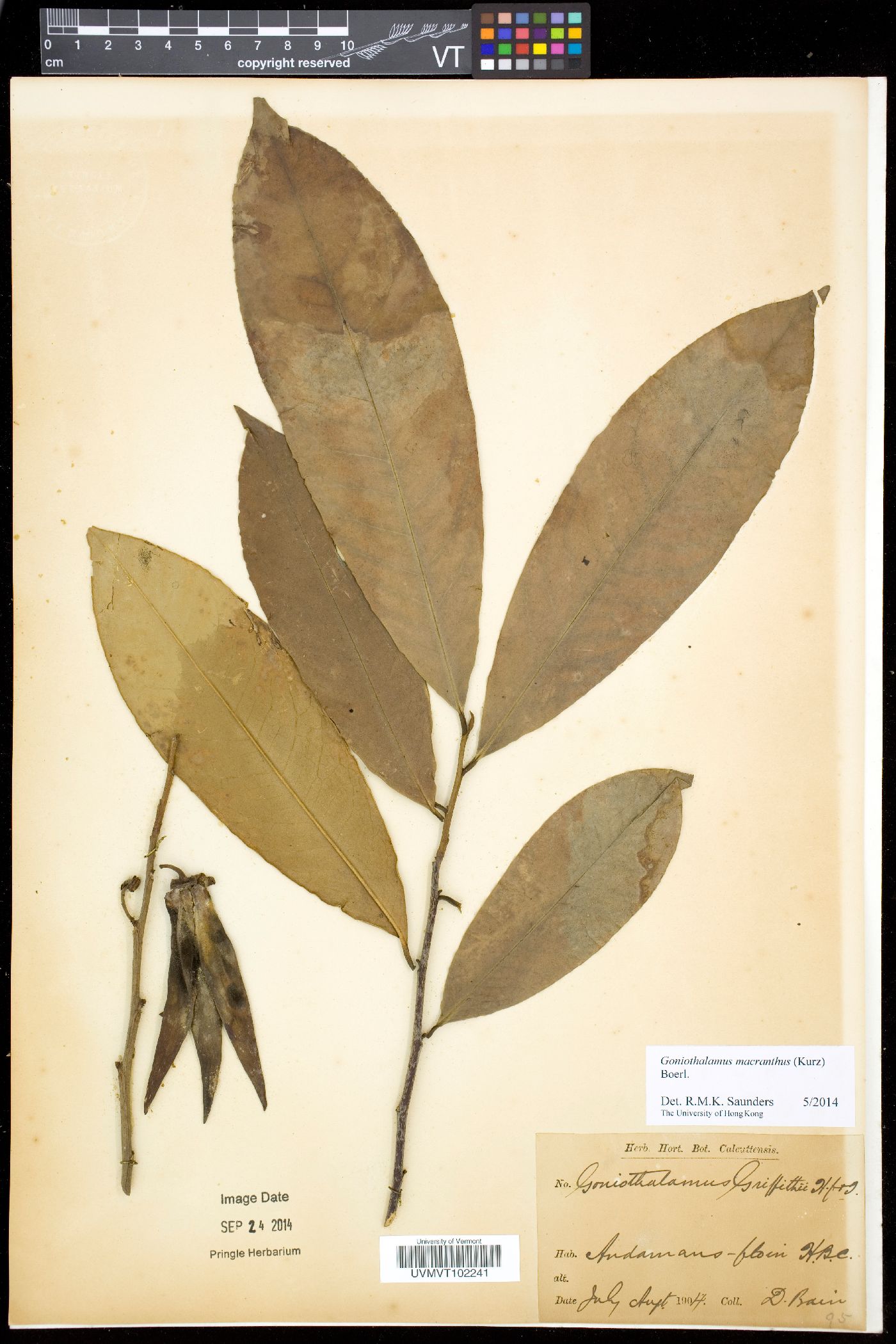 Goniothalamus macranthus image