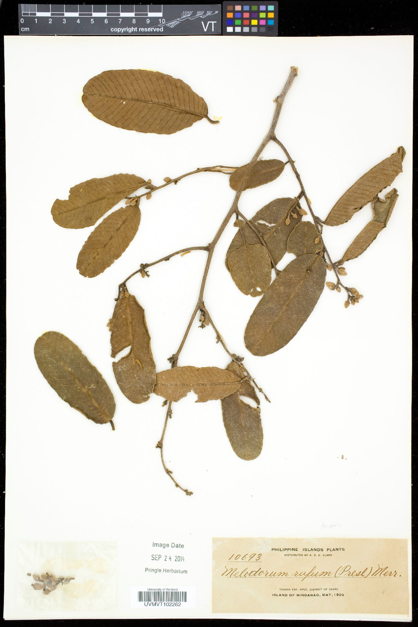 Fissistigma latifolium image