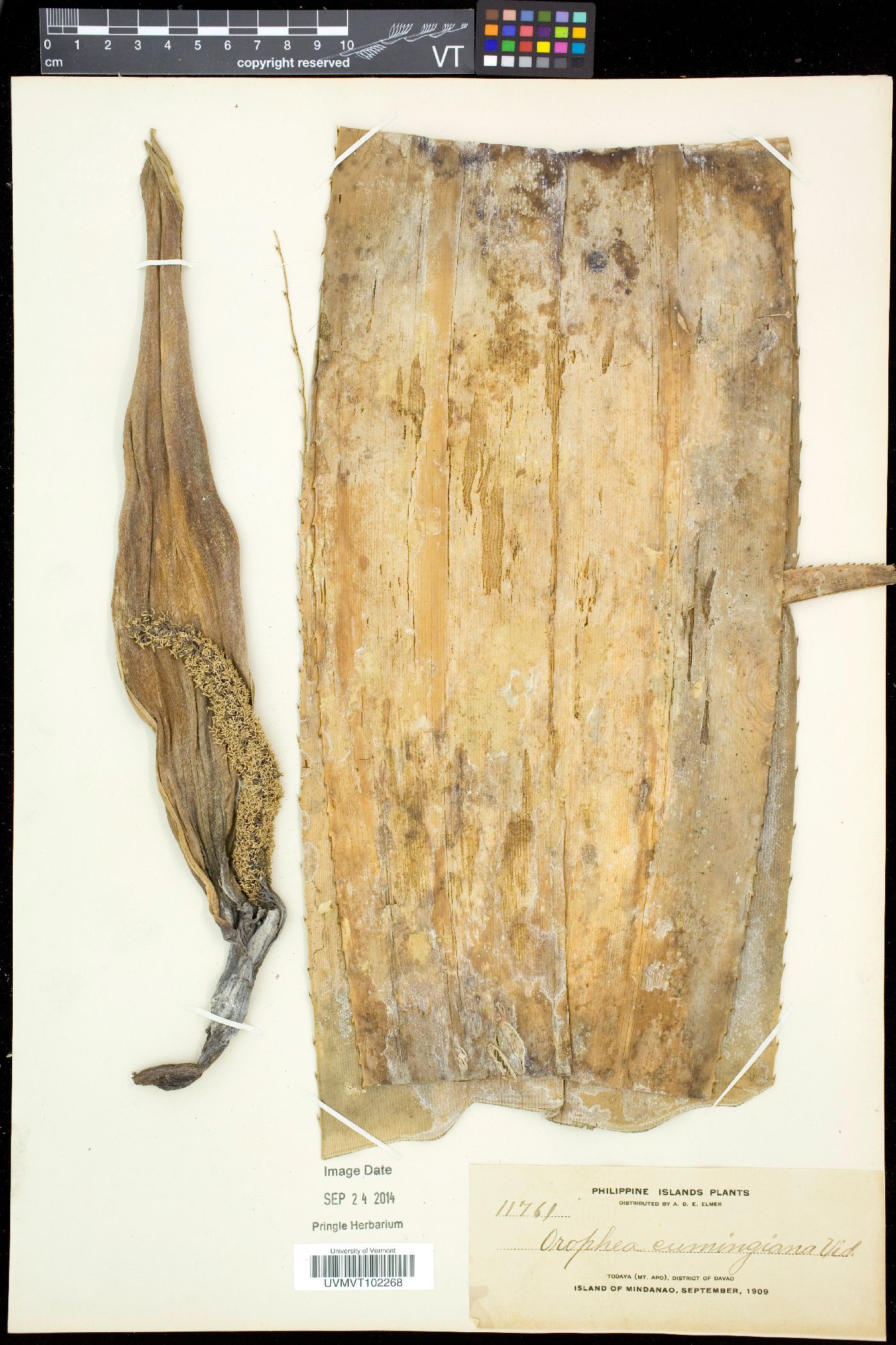 Orophea cumingiana image