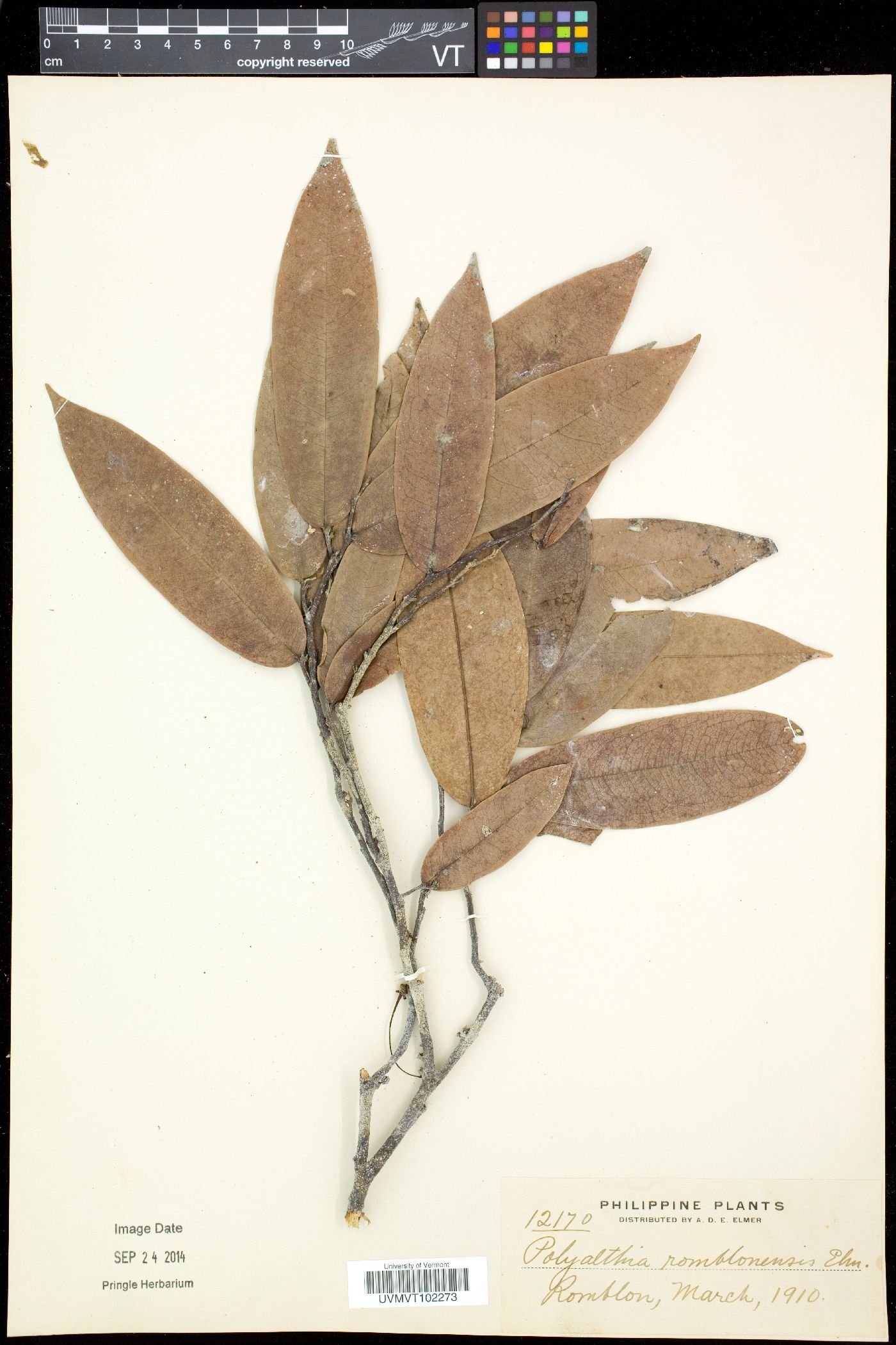 Haplostichanthus lanceolata image