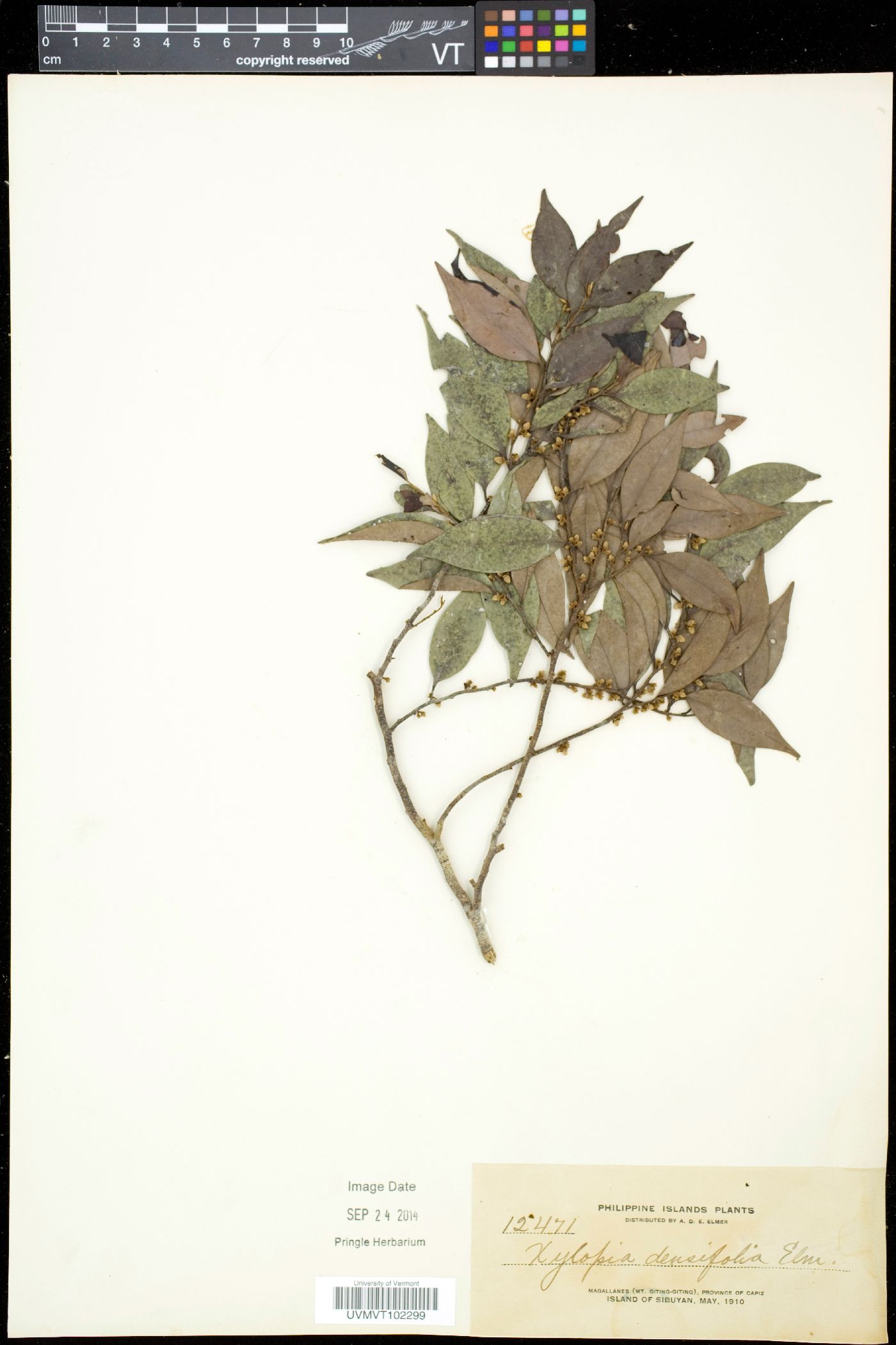 Xylopia densifolia image