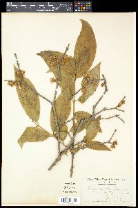 Chimonanthus praecox image