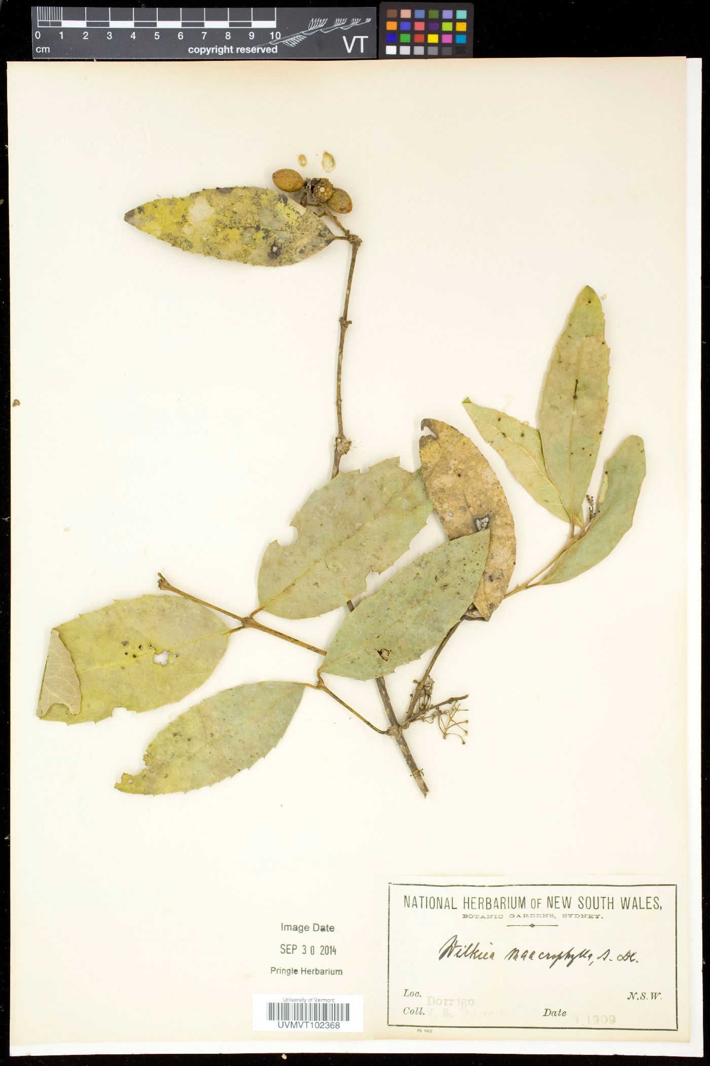 Kibara macrophylla image