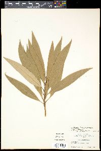 Actinodaphne longifolia image