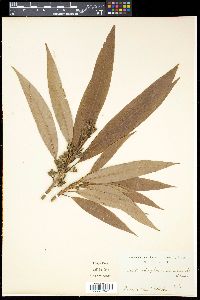 Image of Actinodaphne longifolia
