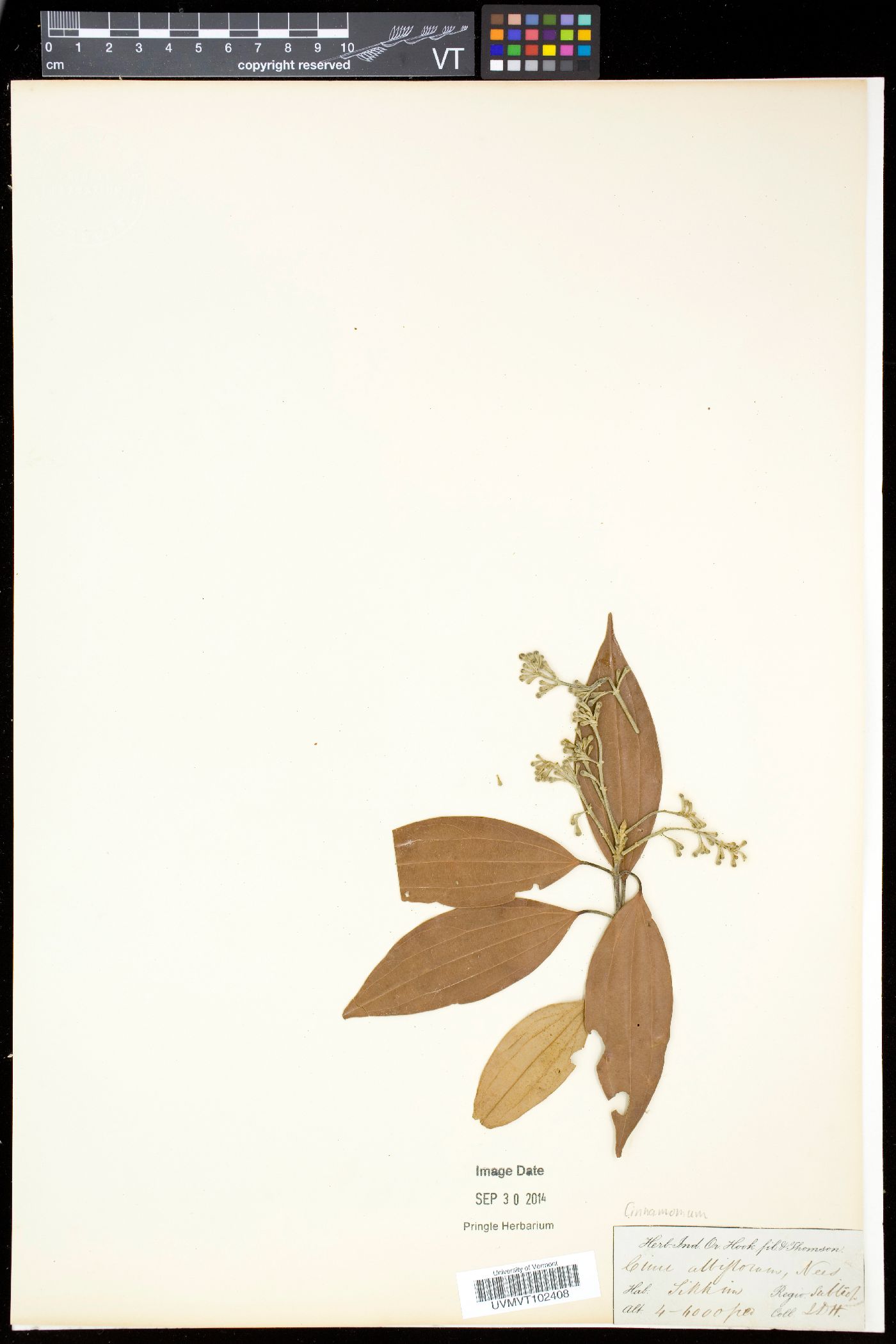 Cinnamomum albiflorum image