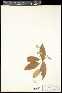Cinnamomum albiflorum image