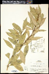 Cinnamomum yabunikkei image