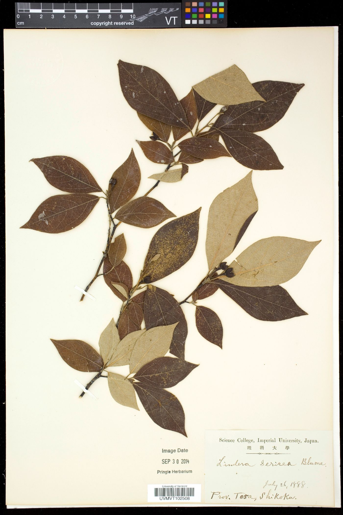 Lindera sericea image