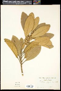 Image of Litsea japonica