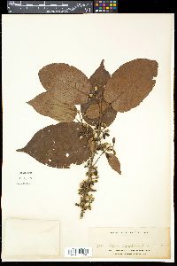 Litsea cordata image