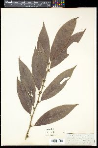 Image of Litsea salicifolia