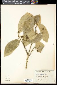 Image of Litsea glutinosa