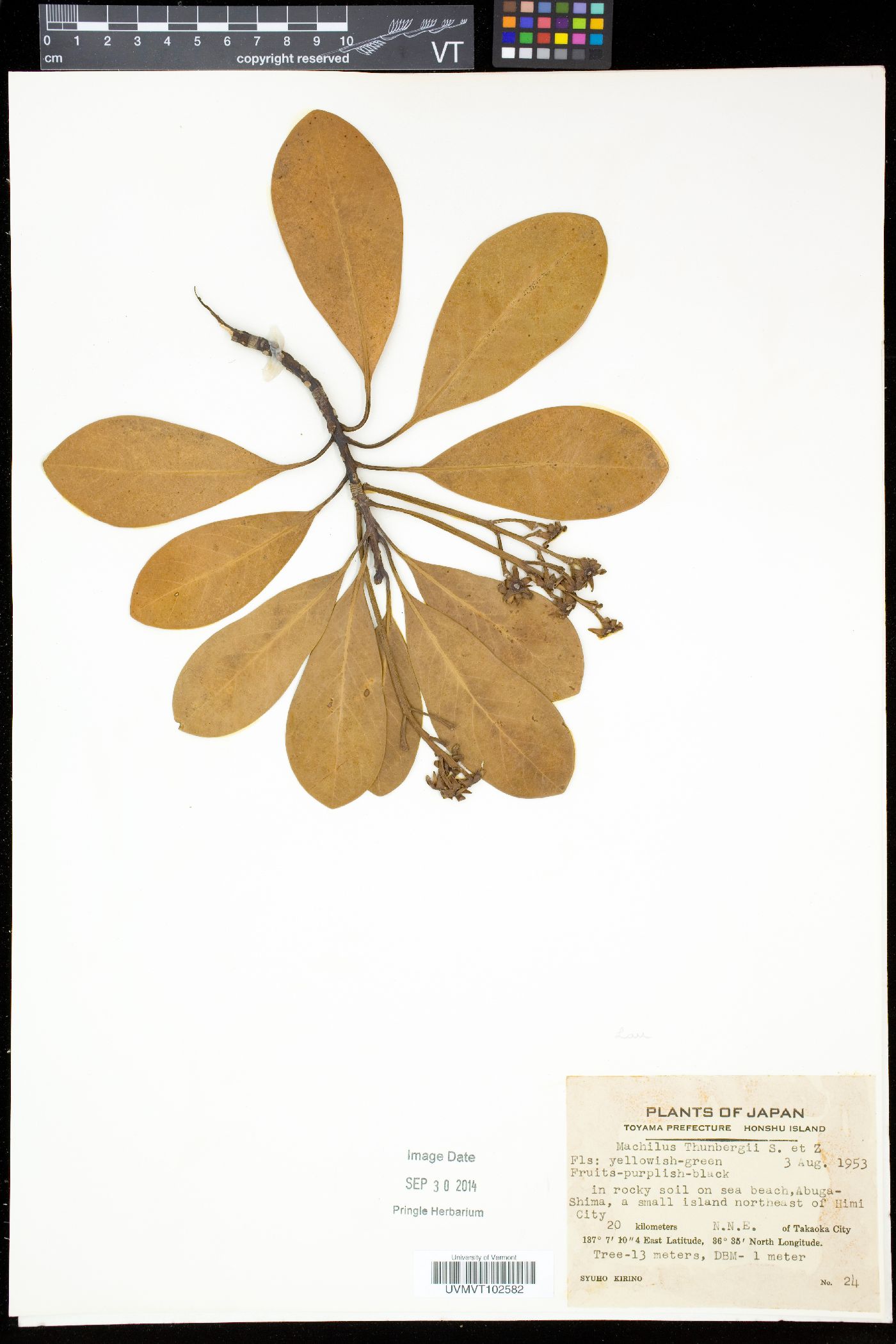 Machilus thunbergii image