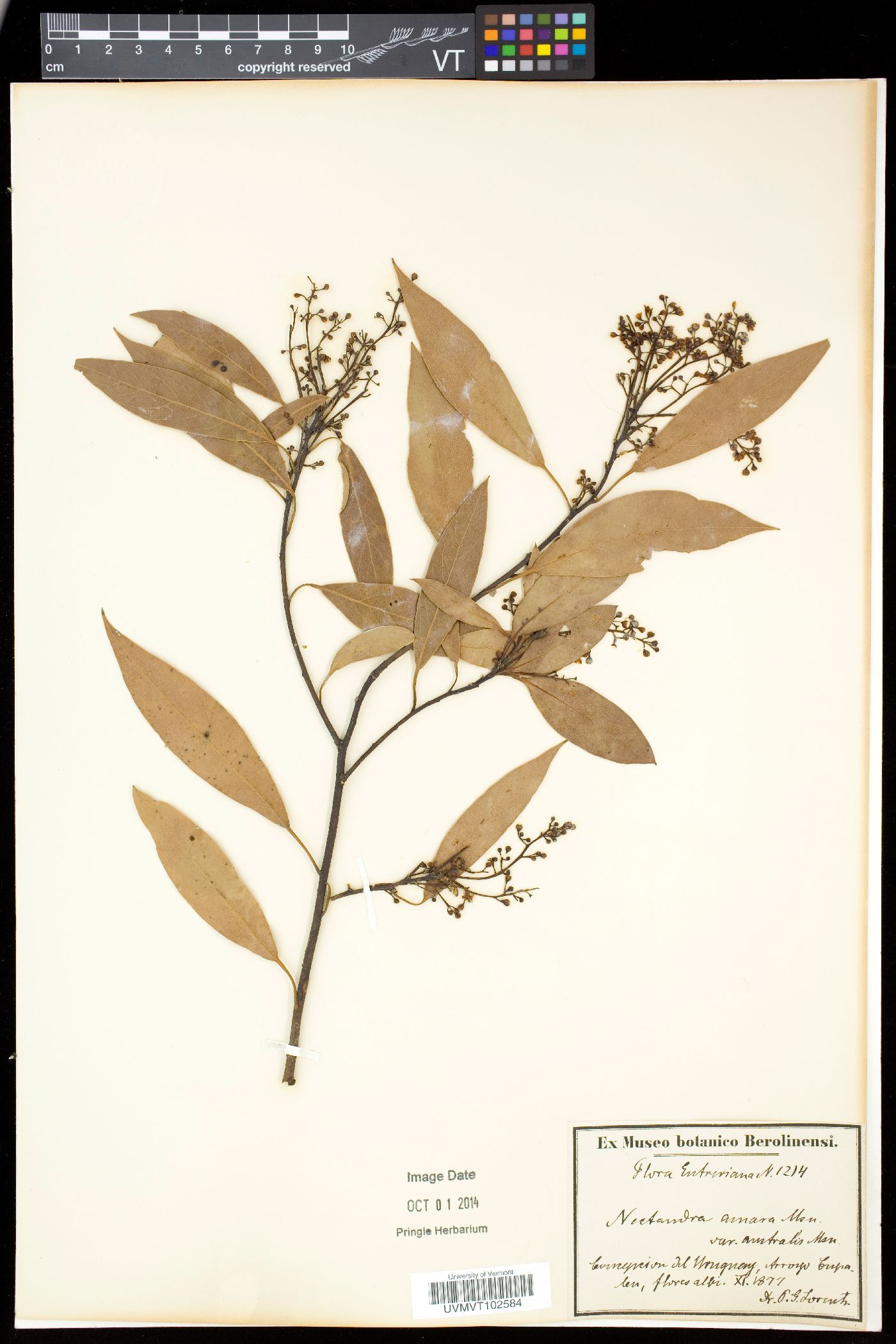 Nectandra amara image