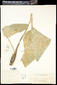 Alocasia heterophylla image