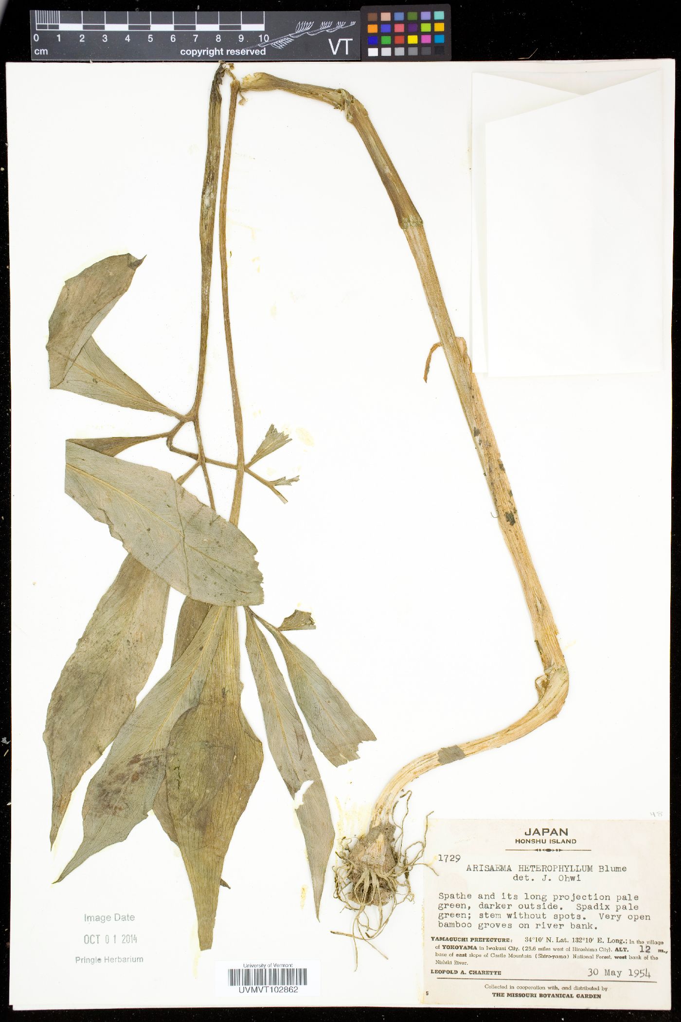Arisaema heterophyllum image