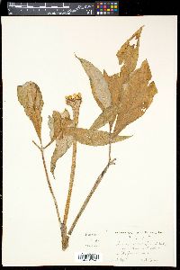 Arisaema japonicum image