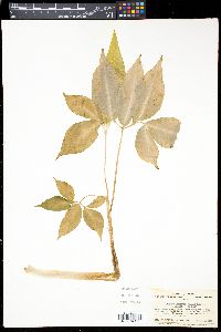 Arisaema serratum image