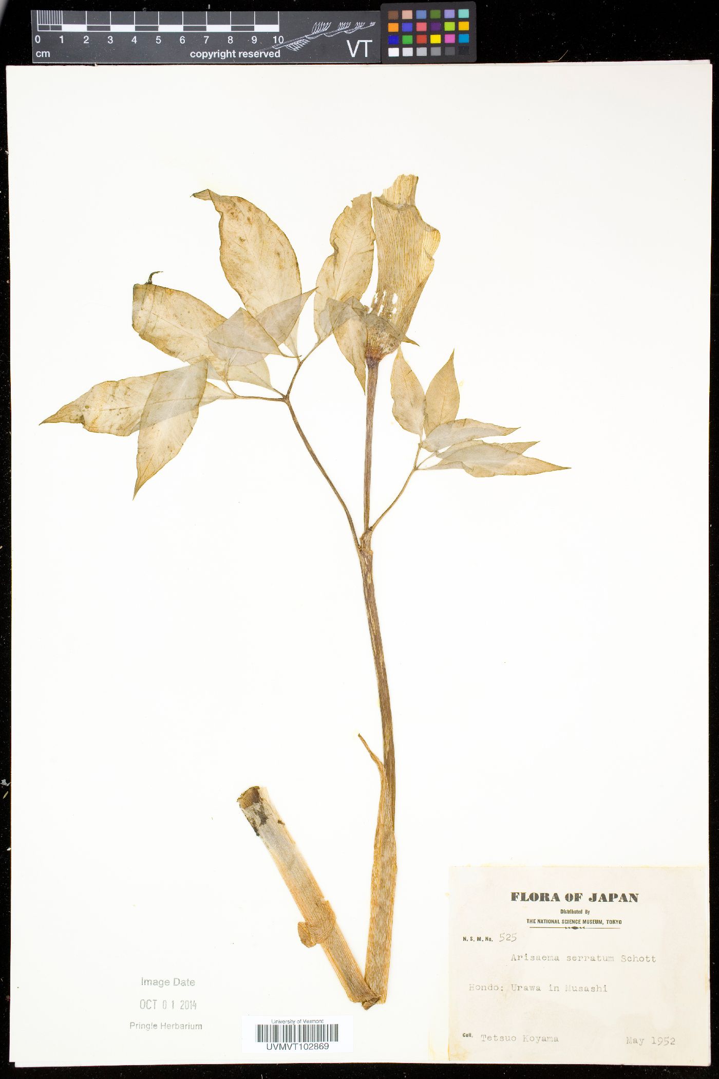 Arisaema serratum image